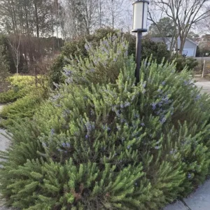 Set of 8 ARP Rosemary Live Plants – 2-5” Tall Starter Culinary Herb for USDA Zones 6-10 - Image 3