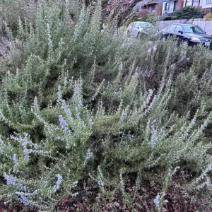 Set of 8 ARP Rosemary Live Plants – 2-5” Tall Starter Culinary Herb for USDA Zones 6-10 - Image 4