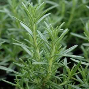 Set of 8 ARP Rosemary Live Plants – 2-5” Tall Starter Culinary Herb for USDA Zones 6-10 - Image 5