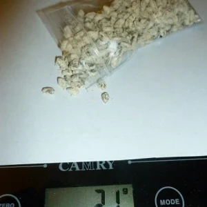 Shiitake Mushroom Spores & Mycelium - Dry Seed Spawn for Home Cultivation - Image 2