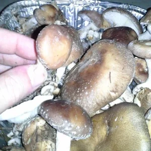 Shiitake Mushroom Spores & Mycelium - Dry Seed Spawn for Home Cultivation - Image 3