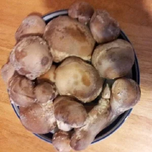 Shiitake Mushroom Spores & Mycelium - Dry Seed Spawn for Home Cultivation - Image 1