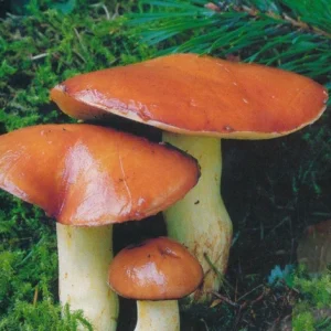 Slippery Jack Mycelium on Dry Seeds - Outdoor Edible Mushroom Cultivation - Image 1