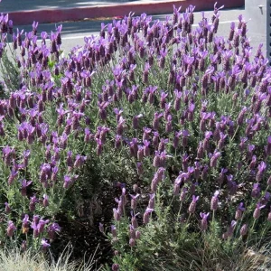 Spanish Eyes Lavender Live Plant Set of 2 - 4-6" Tall Bare Root Perennial Flowers for Indoor & Outdoor - Image 2