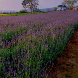 Spanish Eyes Lavender Live Plant Set of 2 - 4-6" Tall Bare Root Perennial Flowers for Indoor & Outdoor - Image 1