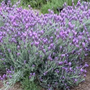Spanish Eyes Lavender Live Plant Set of 2 - 4-6