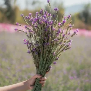 Spanish Eyes Lavender Live Plant Set of 2 - 4-6