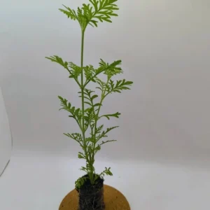 Spanish Eyes Lavender Live Plant Set of 2 - 4-6