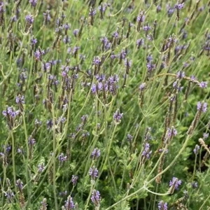 Spanish Eyes Lavender Live Plant Set of 2 - 4-6