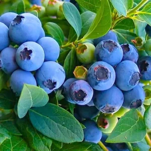 Springhigh Southern Highbush Blueberry Live Plant 4-6" Tall - Outdoor Fruit Bush - Image 2
