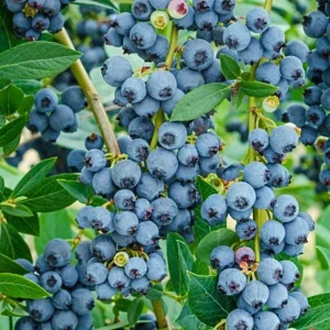 Springhigh Southern Highbush Blueberry Live Plant 4-6