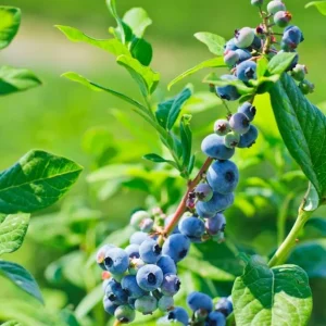 Springhigh Southern Highbush Blueberry Live Plant 4-6