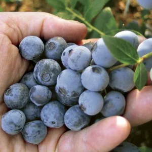 Springhigh Southern Highbush Blueberry Live Plant 4-6