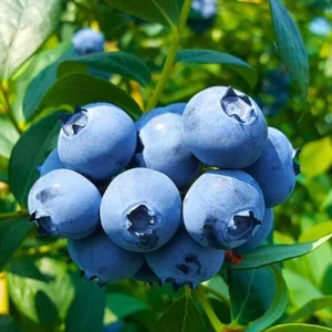 Springhigh Southern Highbush Blueberry Live Plant 4-6