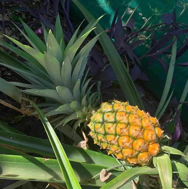 Sugarloaf Pineapple Live Plant Set - Ananas comosus - 4-6 Inch Tall Starter Plants - Image 2