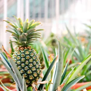 Sugarloaf Pineapple Live Plant Set - Ananas comosus - 4-6 Inch Tall Starter Plants - Image 3
