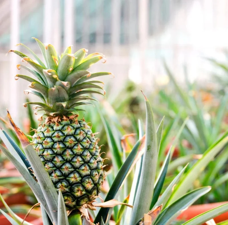 Sugarloaf Pineapple Live Plant Set - Ananas comosus - 4-6 Inch Tall Starter Plants - Image 3