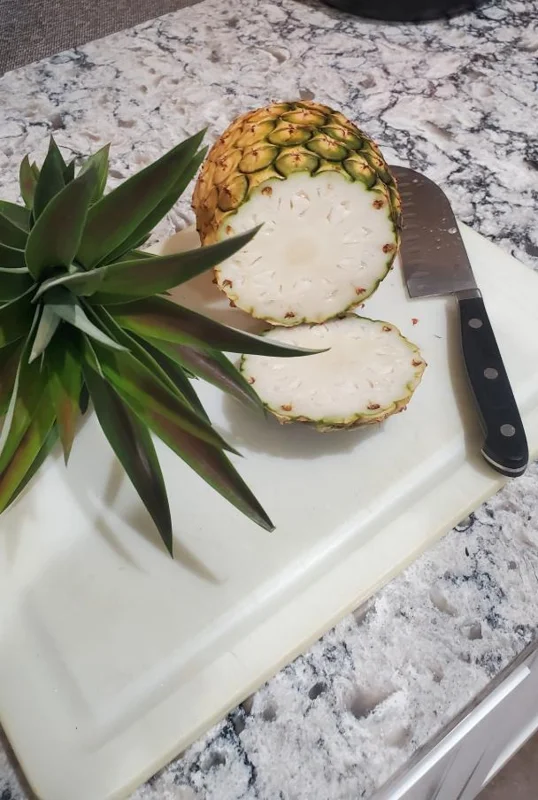 Sugarloaf Pineapple Live Plant Set - Ananas comosus - 4-6 Inch Tall Starter Plants - Image 4