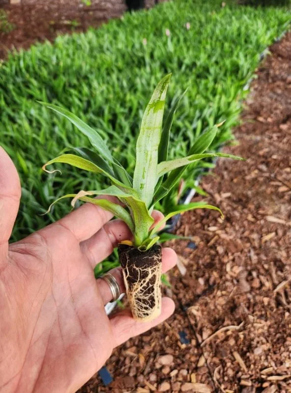 Sugarloaf Pineapple Live Plant Set - Ananas comosus - 4-6 Inch Tall Starter Plants - Image 6