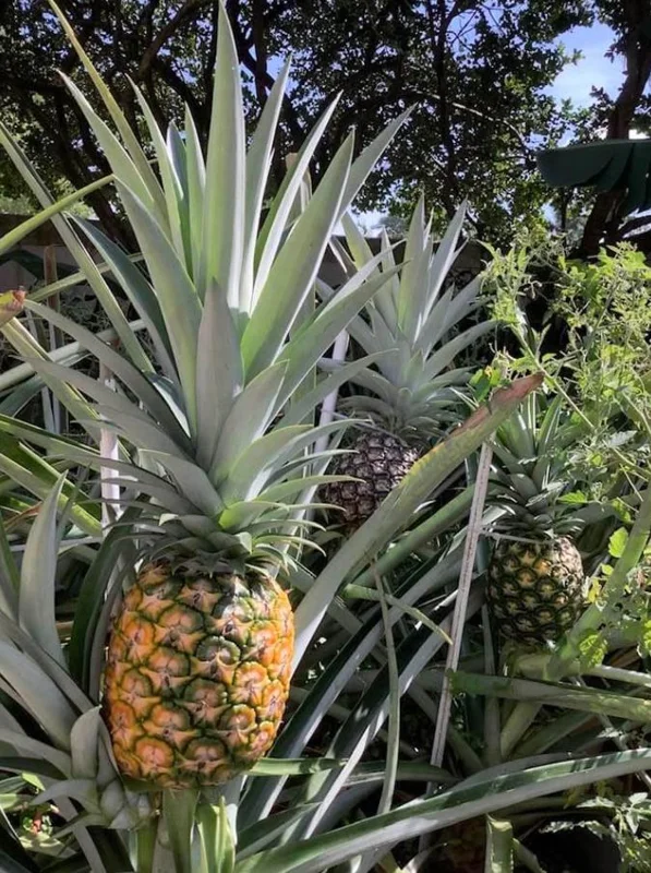 Sugarloaf Pineapple Live Plant Set - Ananas comosus - 4-6 Inch Tall Starter Plants - Image 7