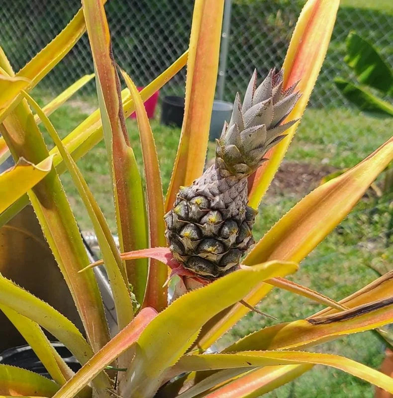 Sugarloaf Pineapple Live Plant Set - Ananas comosus - 4-6 Inch Tall Starter Plants - Image 8