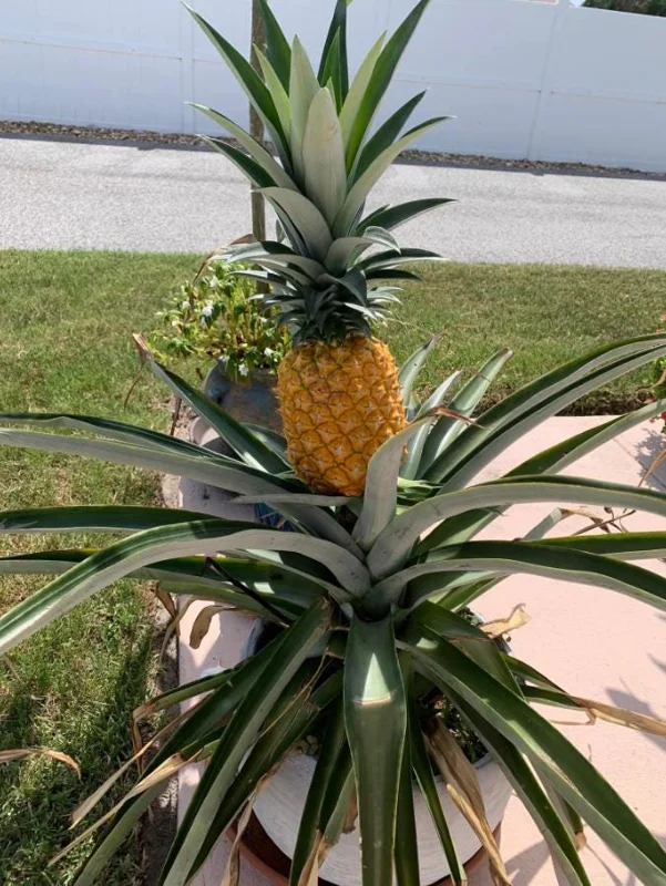 Sugarloaf Pineapple Live Plant Set - Ananas comosus - 4-6 Inch Tall Starter Plants - Image 9