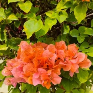 Sundown Orange Bougainvillea Live Plants – Set of 3, 4-6" Tall, Tropical Vine - Image 2