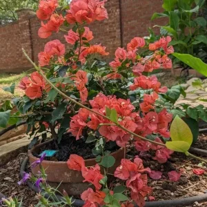 Sundown Orange Bougainvillea Live Plants – Set of 3, 4-6
