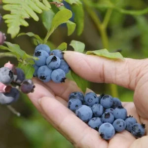 Sunshine Blue Blueberry Live Plant - Southern Highbush Dwarf - 4-6" Tall Starter Bush - Image 1