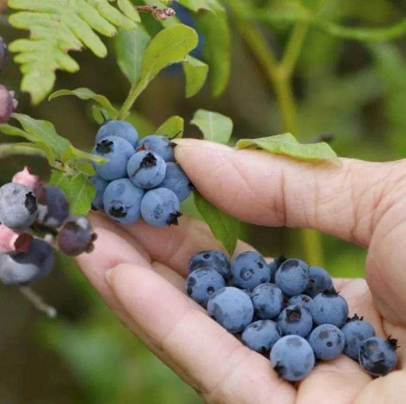 Sunshine Blue Blueberry Live Plant - Southern Highbush Dwarf - 4-6" Tall Starter Bush - Image 1