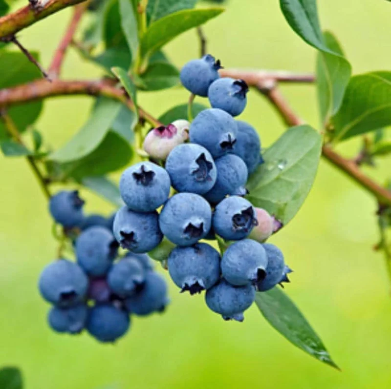 Sunshine Blue Blueberry Live Plant - Southern Highbush Dwarf - 4-6" Tall Starter Bush - Image 2