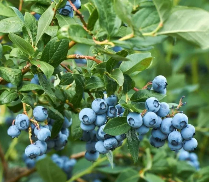 Sunshine Blue Blueberry Live Plant - Southern Highbush Dwarf - 4-6" Tall Starter Bush - Image 3