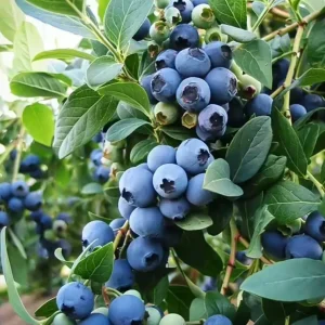 Sunshine Blue Blueberry Live Plant - Southern Highbush Dwarf - 4-6