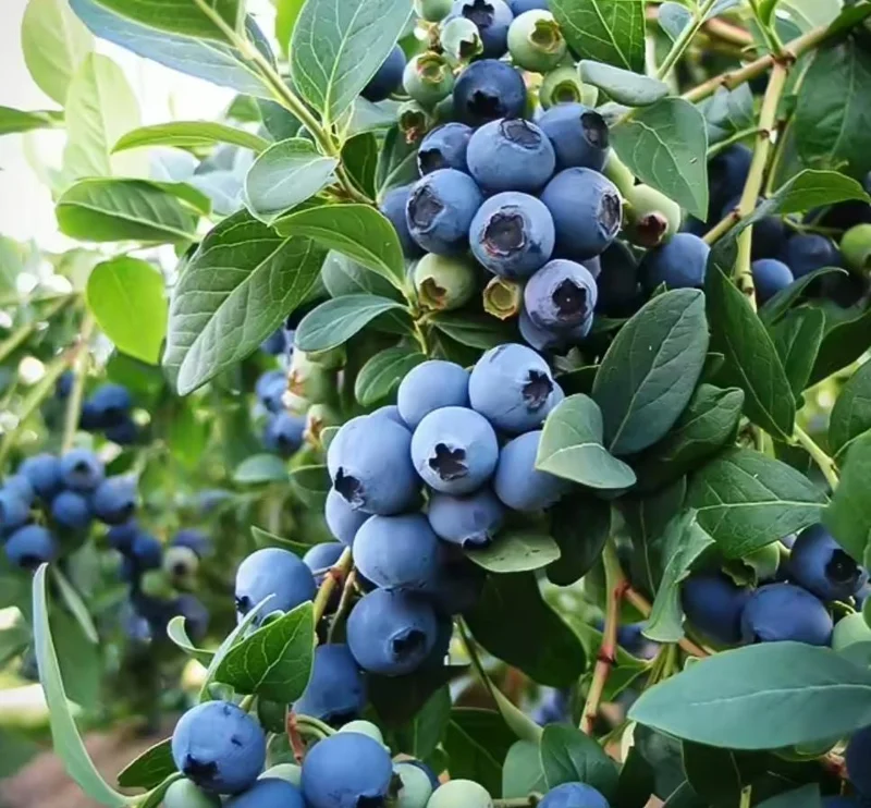 Sunshine Blue Blueberry Live Plant - Southern Highbush Dwarf - 4-6" Tall Starter Bush - Image 4