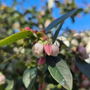 Sunshine Blue Blueberry Live Plant - Southern Highbush Dwarf - 4-6