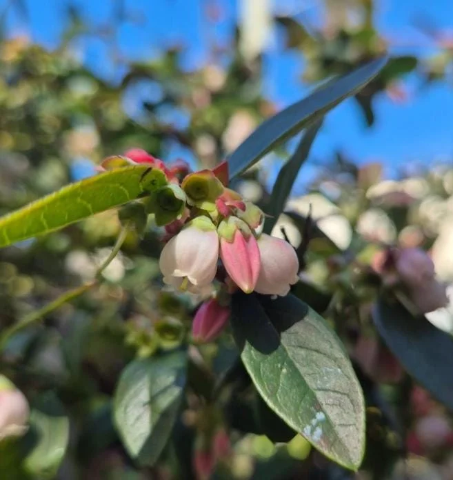 Sunshine Blue Blueberry Live Plant - Southern Highbush Dwarf - 4-6" Tall Starter Bush - Image 6