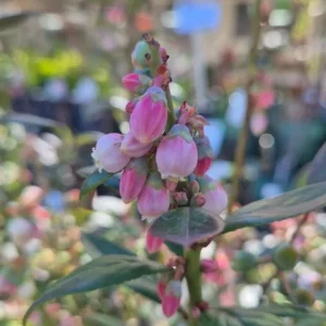 Sunshine Blue Blueberry Live Plant - Southern Highbush Dwarf - 4-6