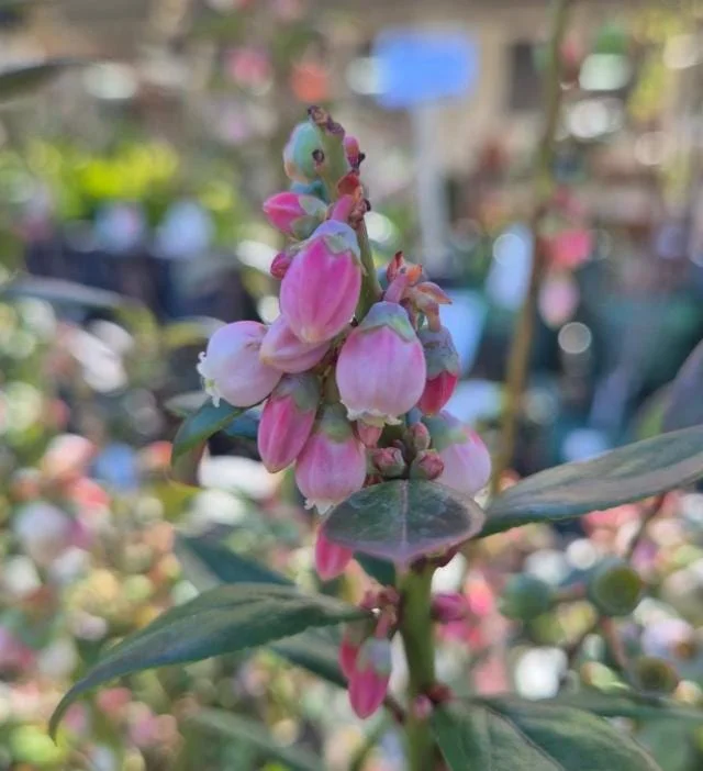 Sunshine Blue Blueberry Live Plant - Southern Highbush Dwarf - 4-6" Tall Starter Bush - Image 7