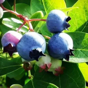 Sunshine Blue Blueberry Live Plant - Southern Highbush Dwarf - 4-6