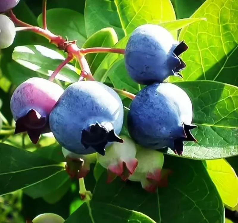 Sunshine Blue Blueberry Live Plant - Southern Highbush Dwarf - 4-6" Tall Starter Bush - Image 8