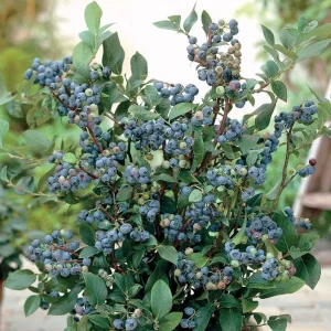 Sunshine Blue Blueberry Live Plant - Southern Highbush Dwarf - 4-6