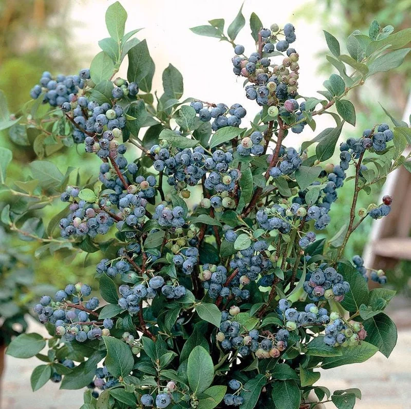 Sunshine Blue Blueberry Live Plant - Southern Highbush Dwarf - 4-6" Tall Starter Bush - Image 9