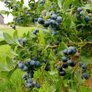 Sunshine Blueberry Live Plant - Southern Highbush - Vaccinium Corymbosum - 4-6" Tall - Fruit Bush - Image 2