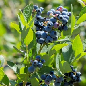 Sunshine Blueberry Live Plant - Southern Highbush - Vaccinium Corymbosum - 4-6