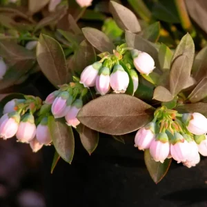 Sunshine Blueberry Live Plant - Southern Highbush - Vaccinium Corymbosum - 4-6