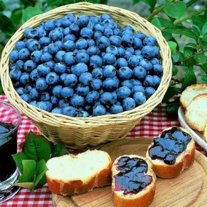 Sunshine Blueberry Live Plant - Southern Highbush - Vaccinium Corymbosum - 4-6