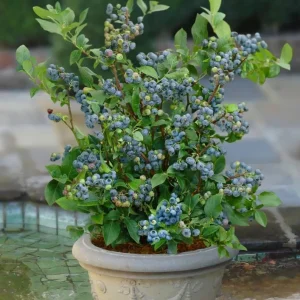 Sunshine Blueberry Live Plant - Southern Highbush - Vaccinium Corymbosum - 4-6