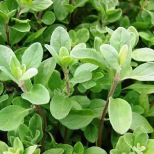 Sweet Marjoram Live Plant Set – 3 Starter Plants, 2-6" Tall – Culinary Herb - Image 2