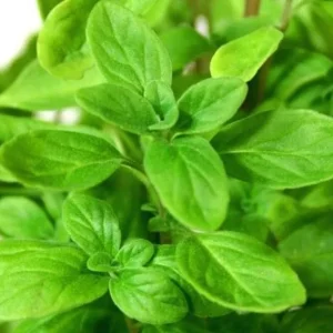 Sweet Marjoram Live Plant Set – 3 Starter Plants, 2-6