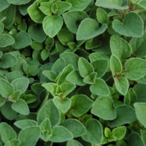 Sweet Marjoram Live Plant Set – 3 Starter Plants, 2-6